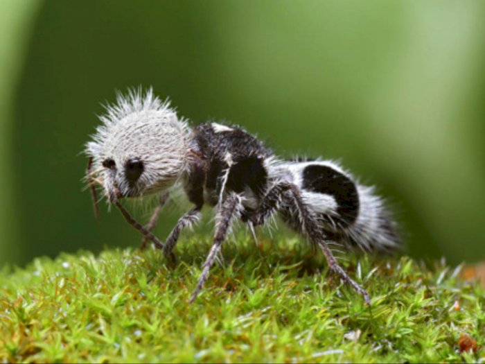 Uniknya Hewan Bernama Semut Panda, Lebah Tak Bersayap dengan Racun Berbahaya