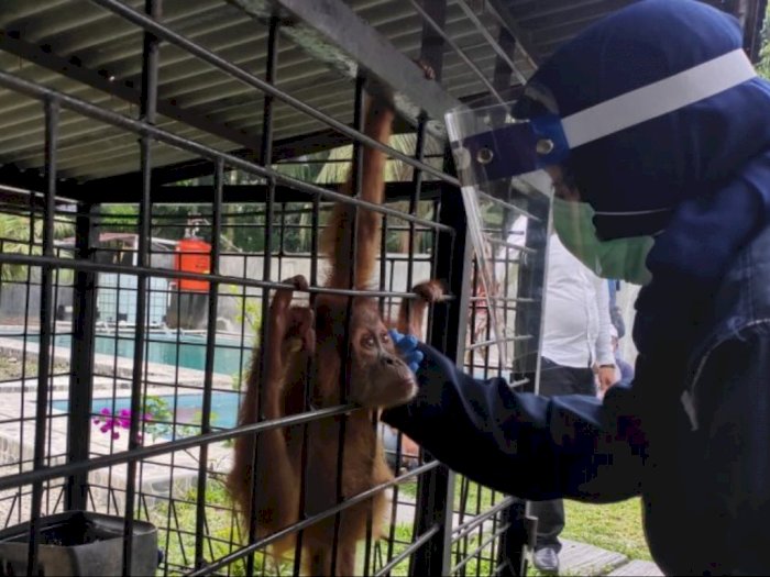 Orangutan dan Burung yang Disita dari Warga di Binjai Telah Dibawa ke Pusat Rehabilitasi
