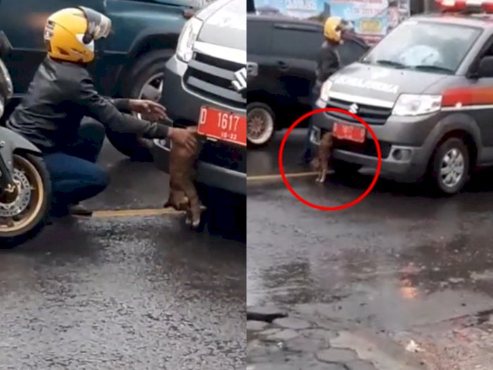 Viral Video Seorang Bapak Baik Hati Bantu Seekor Kucing yang Keselip di Mobil Ambulan