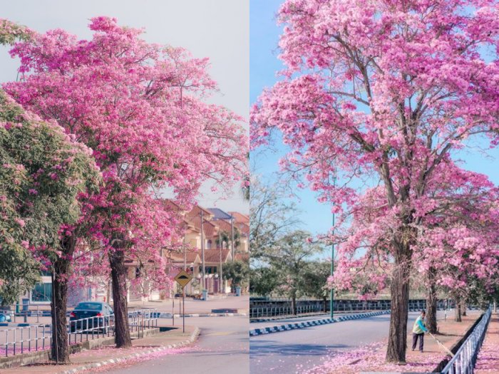 Potret Kota Kecil Disebut 'Jepang Mini' Setelah Pohon Sakura Mekar di Pinggir Jalan