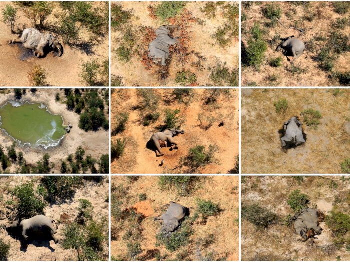 Puluhan Gajah Mati Secara Misterius di Botswana Diduga Menelan Mikroorganisme Beracun