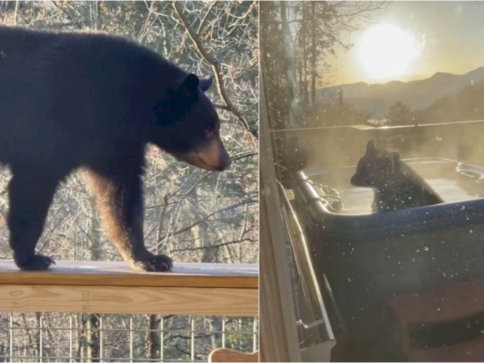 Santuy! Beruang Ini Berendam di Bak Mandi Air Panas Sambil Menikmati Matahari Terbenam