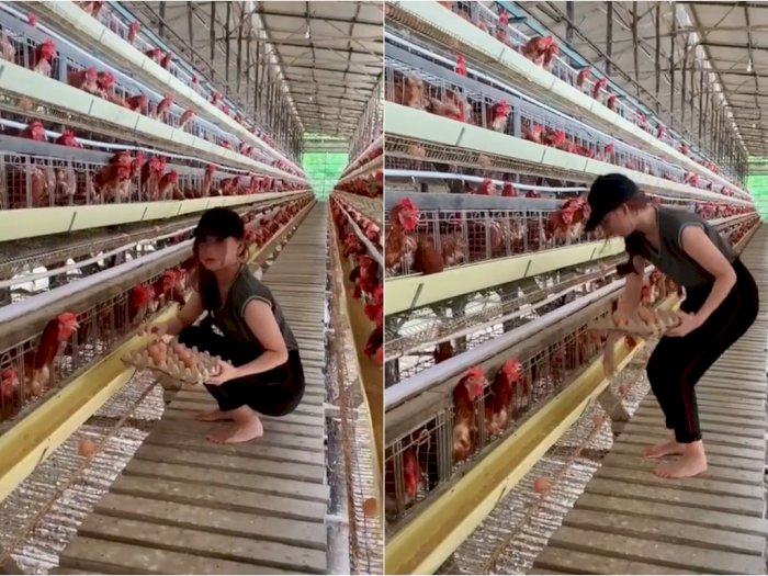 Viral, Cewek Cantik Ini Tak Takut Kulit Rusak saat Mengurus Peternakan Ayamnya