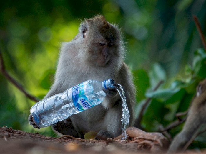 FOTO: Sampah Ubah Perilaku Monyet Muara Angke