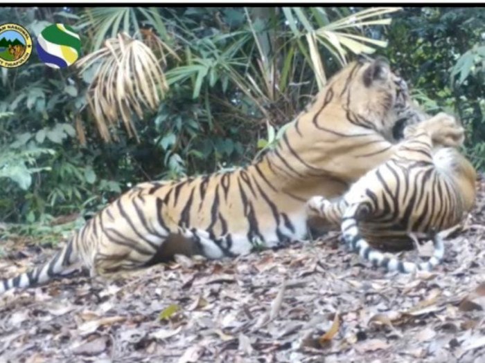 Kamera Trap TNBT Rekam Aktivitas Tiga Harimau Sumatra dalam Keadaan Sehat dan Baik
