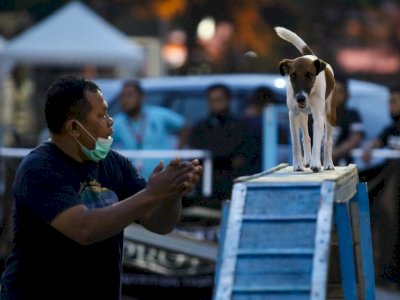 FOTO: Lomba Ketangkasan Anjing di Surabaya
