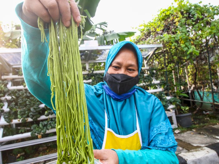 FOTO: Membuat Mie dengan Pewarna Sayuran Hidroponik