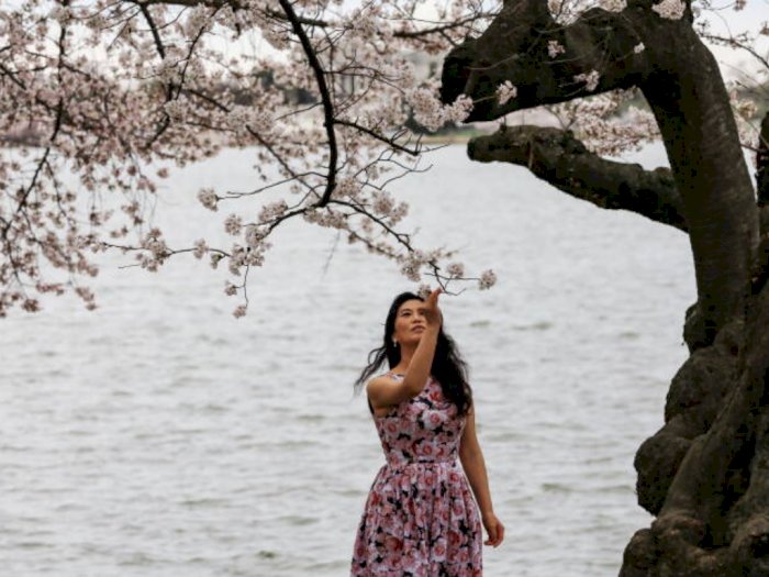 Bunga Sakura di Jepang Mekar Lebih Awal, Ini Penyebabnya