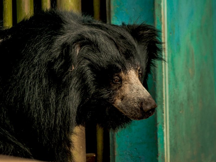 Aneh! Beruang Ini Berperilaku Seperti 'Anjing' Diduga Terpapar Virus Misterius