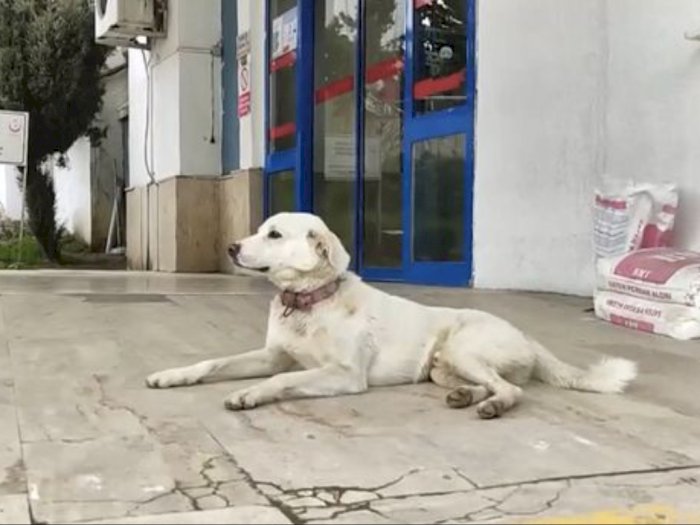 Pemiliknya Masuk Rumah Sakit, Anjing Ini Setia Menunggu Selama 2 Minggu