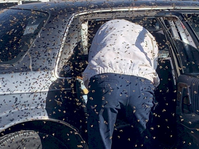 Bikin Geli, Ribuan Lebah Ini Kerumuni Sebuah Mobil di Pusat Perbelajaan!