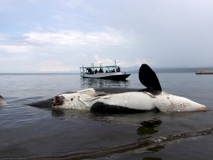 FOTO: Paus Pembunuh ini Mati Terdampar di Pantai Bangsring