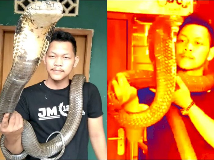 Greget! Pria Ini Dengan Santainya Elus-elus Ular King Kobra, Netizen Ngeri Sendiri