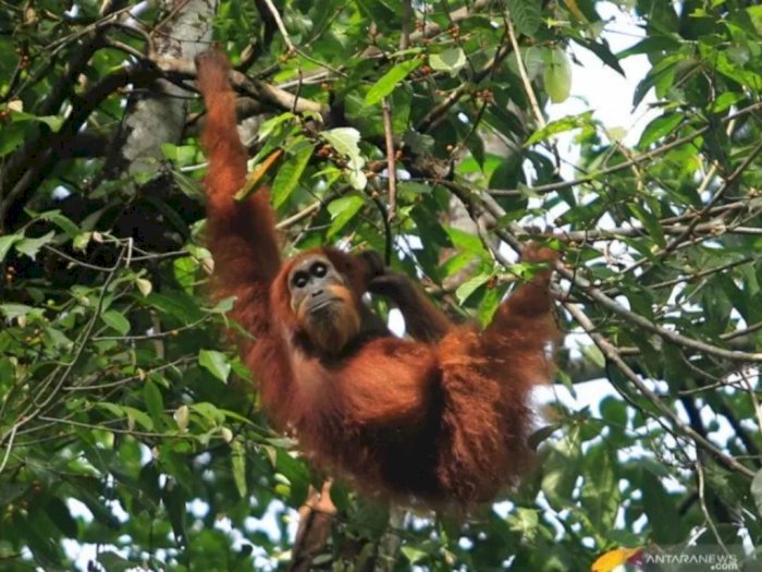 3 Individu Orangutan yang Dulu Diserahkan Warga Kini Sudah Dilepas Lagi ke Hutan