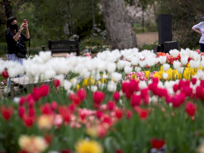 FOTO: Bunga Bermekaran di Taman Descanso