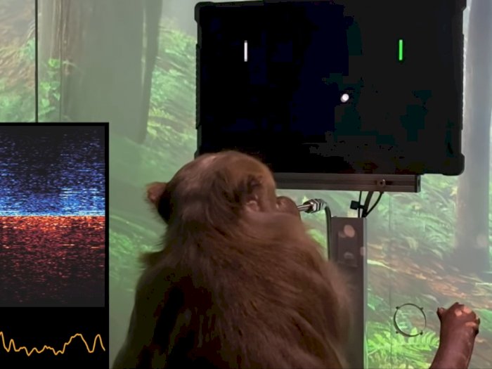 Memakai Chip Neuralink di Otak, Monyet Ini Mengontrol Video Gim Cuma