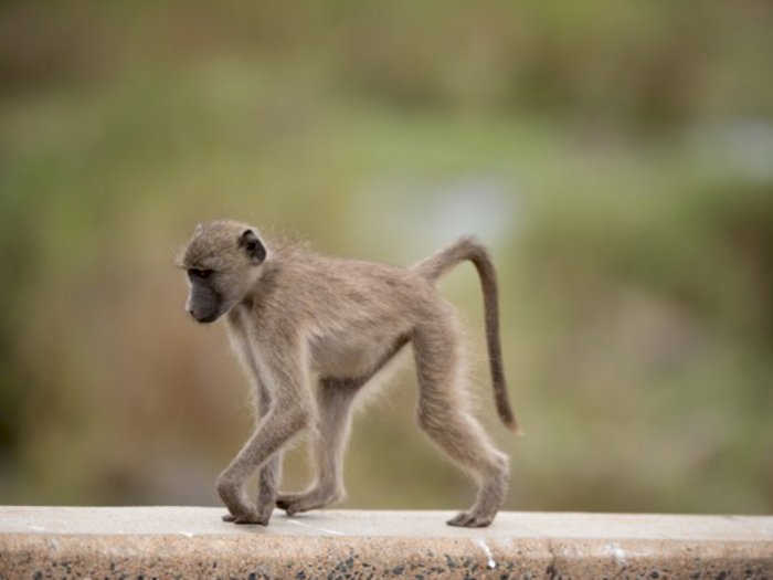 Main ke Kebun Binatang, Jari Bocah Lelaki Berusia 5 Tahun Ini Digigit Monyet Sampai Lepas