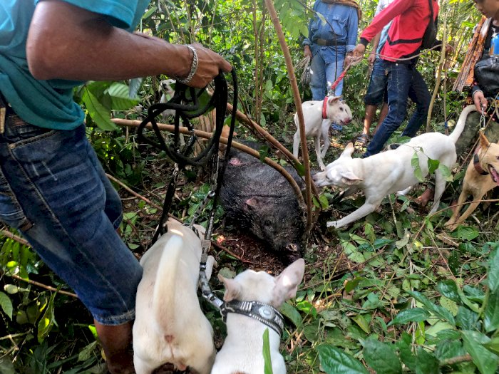FOTO: Olahraga Berburu Babi di Jambi
