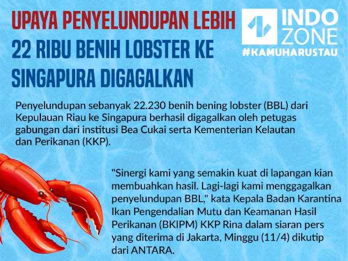 Penyelundupan 22 Ribu Lebih Benih Lobster ke Singapura Digagalkan