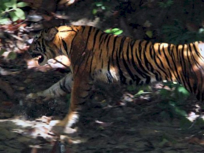 Tiga Harimau Berkeliaran di Palupuah Agam, Dua Ekor Kambing dan Anjing Warga jadi Korban