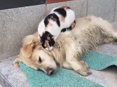 Gemas! Momen Seekor Kucing dengan Santai Memijat Anjing yang Tertidur