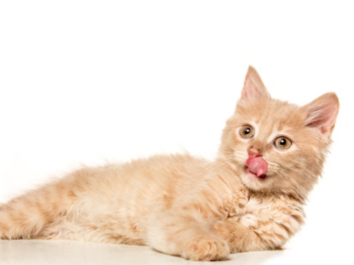 Fakta Fakta Unik Indra Perasa Kucing Peka Terhadap Rasa Pahit Indozone Id