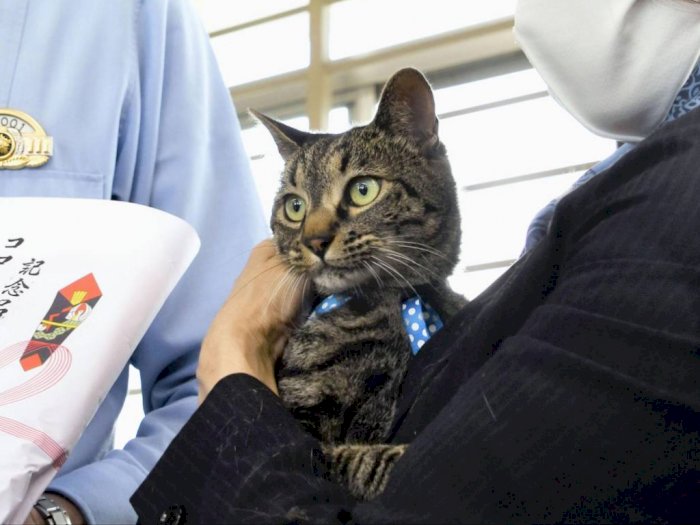 Kucing di Jepang Ini Jadi Kepala Polisi Sehari Usai Menyelamatkan Pria Lansia dari Selokan