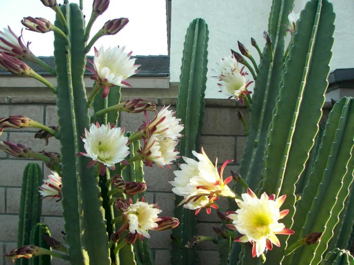 Fakta Unik Bunga Wijaya Kusuma, Tanaman Kaktus yang Berasal dari Arizona