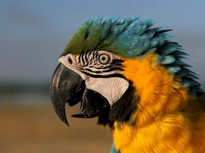 FOTO: Komunitas Free Fly Burung Macaw