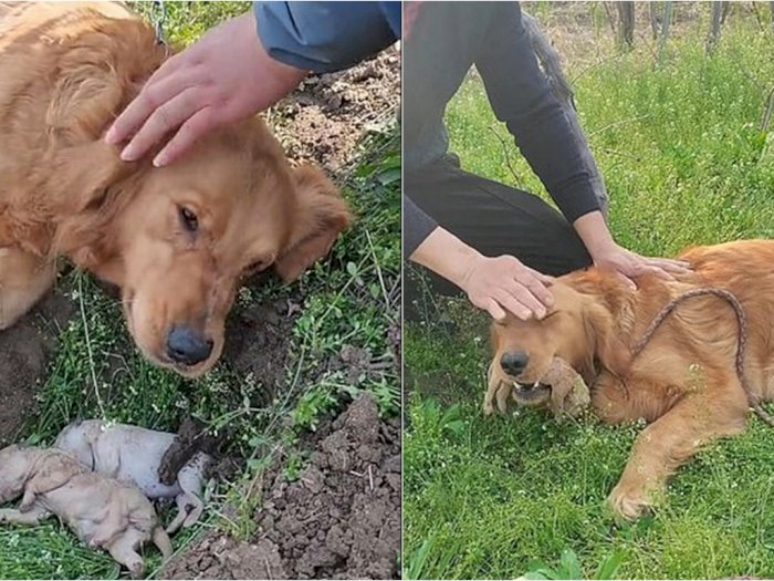Pilu, Induk Anjing Ini Menangis dan Berusaha Menggali Kuburan Anaknya yang Meninggal