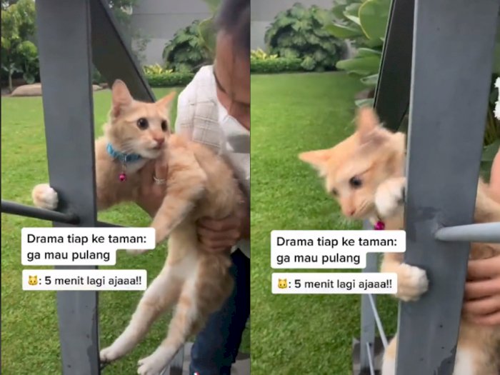 Momen Kocak Kucing Tak Mau Pulang Ketika Asyik Main, Bikin Netizen Gemas