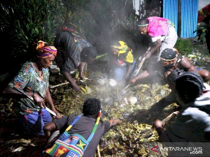 Selamat dari Serangan KKB, Kepala Suku Dambet di Papua Gelar Ritual Bakar Batu