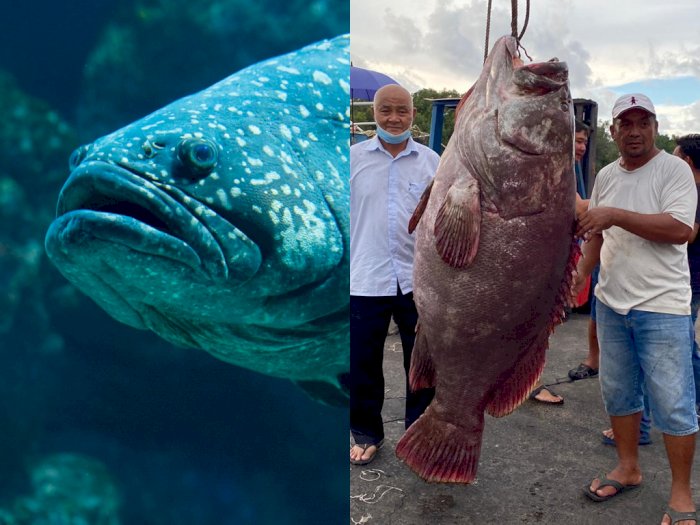 Heboh! Nelayan Ini Berhasil Menangkap Ikan Kerapu Seberat 161 Kg, Bernilai Rp43 Juta