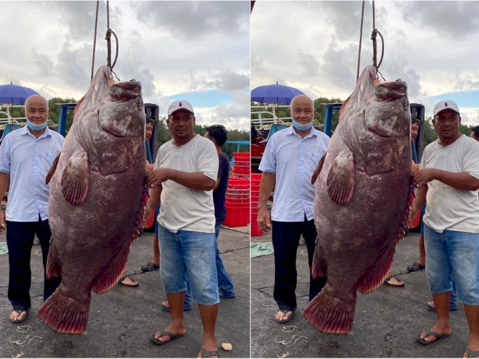 Viral, Seorang Nelayan Berhasil Menangkap Ikan Kerapu Seberat 161 Kg