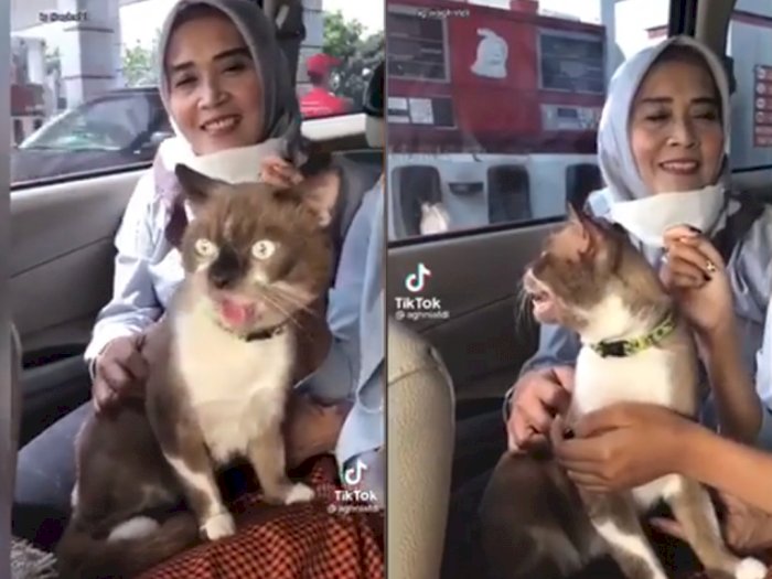 Viral Video Kucing yang Menjulurkan Lidah, Bikin Netizen Heran