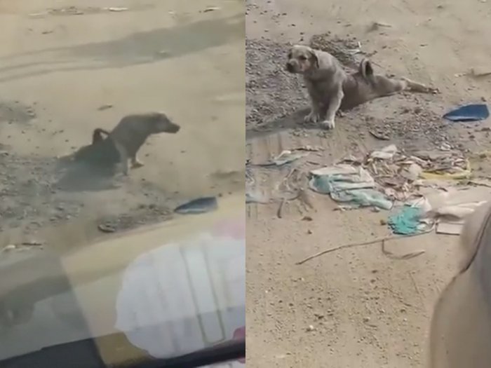Viral Anjing Pura-pura Lumpuh di Jalan, Saat Mau Ditolong Malah Kabur