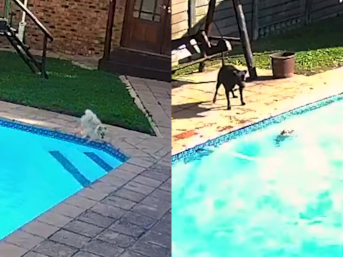 Viral Rekaman CCTV, Anjing yang Menyelamatkan Temannya Tenggelam Di Kolam Renang