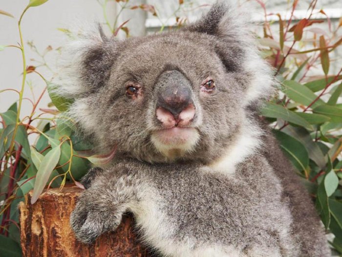 Panjang Umur Hingga Pecahkan Rekor, Koala Ini Masih Hidup dan Aktif di Usia 24 Tahun