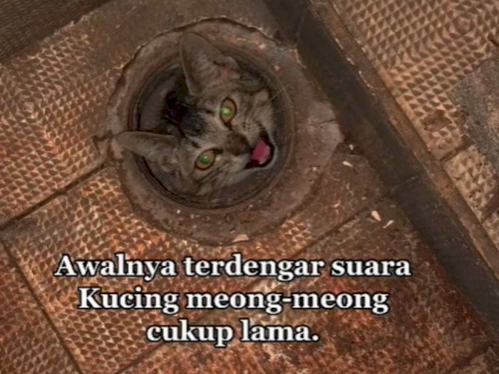 Momen Haru Penyelamatan Anak Kucing yang Terjebak di Saluran Air Kamar Mandi