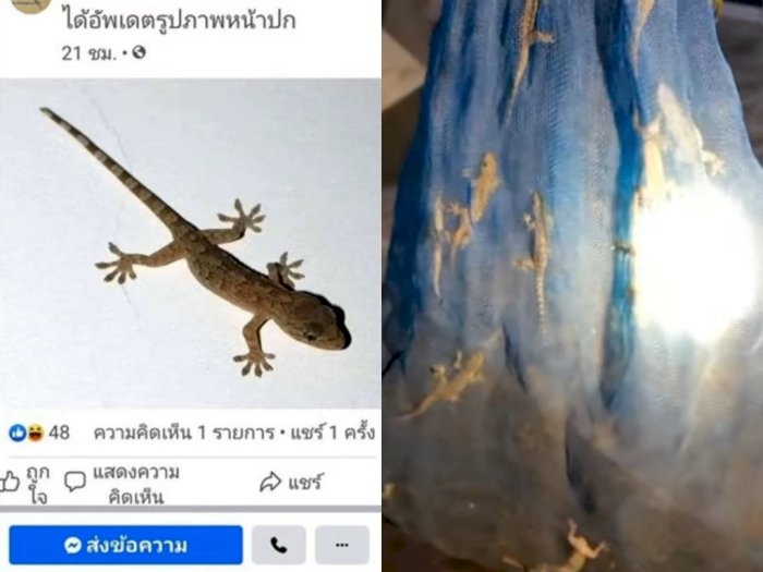 Netizen Thailand Menjual Cicak Lewat Online Setelah Harga Pasar Naik hingga Rp137 Juta
