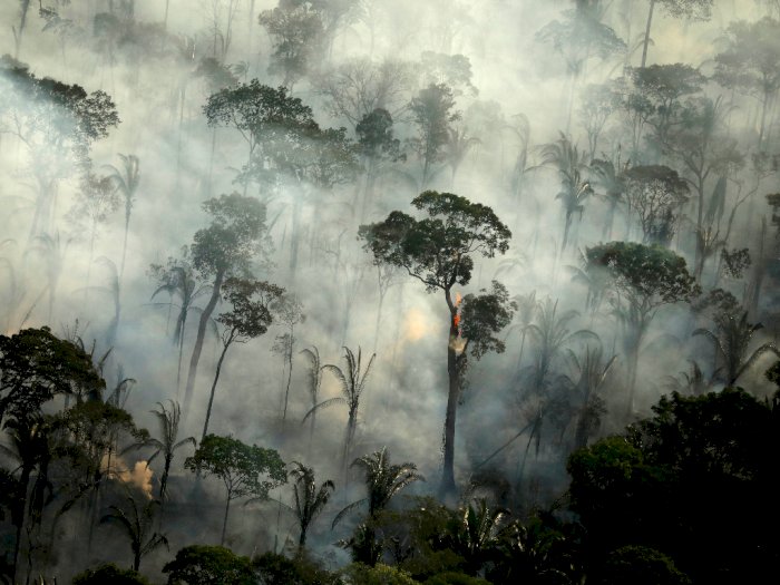 AS dan 2 Negara Lainnya Bekerja Sama dengan Perusahaan Amazon untuk Selamatkan Hutan Dunia