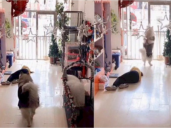 Melihat Penjaga Toko Pingsan, Anjing Pintar Ini Langsung Mencari Bantuan untuk Menolongnya
