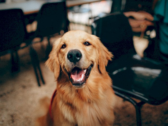 Anjing Bisa Cium Virus Corona, Bakal Gantikan Swab Test?