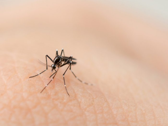 Bekas Gigitan Nyamuk Bikin Kulit Bentol dan Gatal, Ternyata Ini Sebabnya