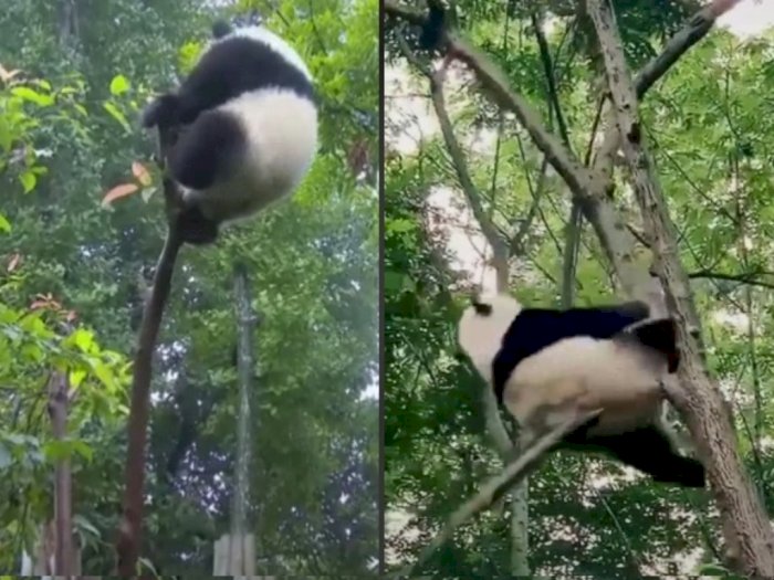 Ketika Panda Jatuh dari Pohon karena Keberatan Badan, Netizen: Gemoy Banget!
