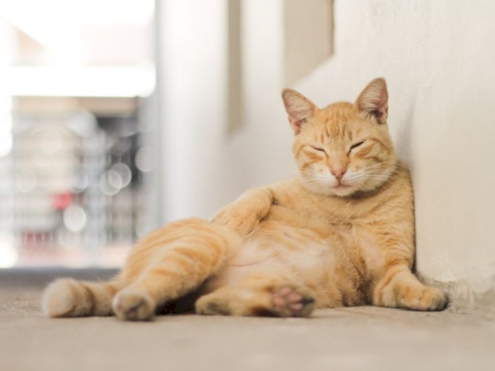 Kantung Primordial, Bantalan Lemak yang Bikin Perut Kucing Tampak Buncit