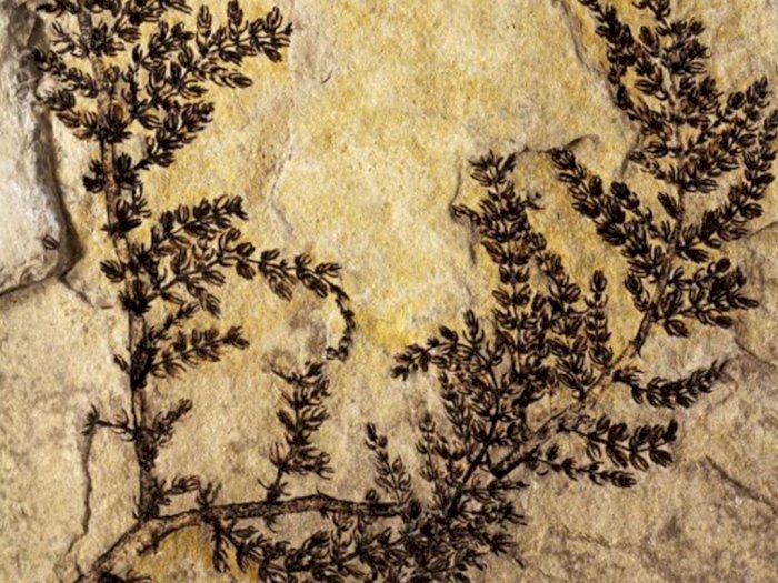 Inilah Bunga Tertua di Bumi, Sudah Ada Sejak Zaman Dinosaurus