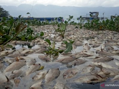 Akibat Angin Kencang, 10 Ton Ikan di Danau Maninjau Sumatera Barat Mati Massal