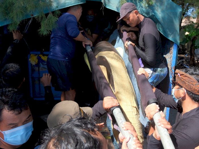 FOTO: Evakuasi Tujuh Ekor Lumba-lumba
