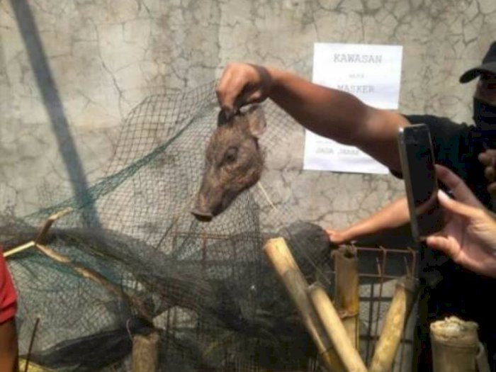 Kata Polisi Soal 'Babi Ngepet' yang Ada di Depok: Hanya Seekor Babi